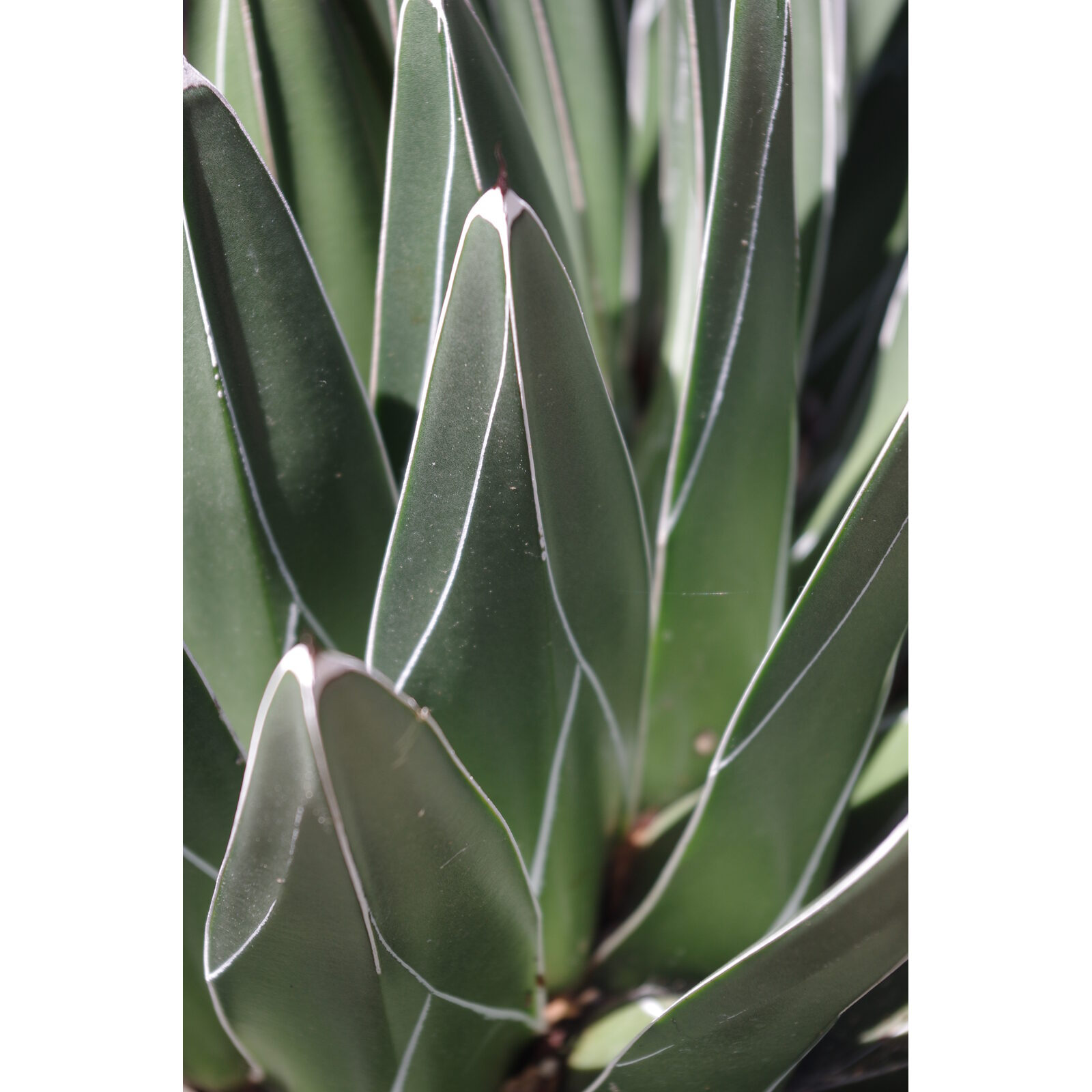Rosette graphique d’agave attenuata dans une composition végétale méditerranéenne.