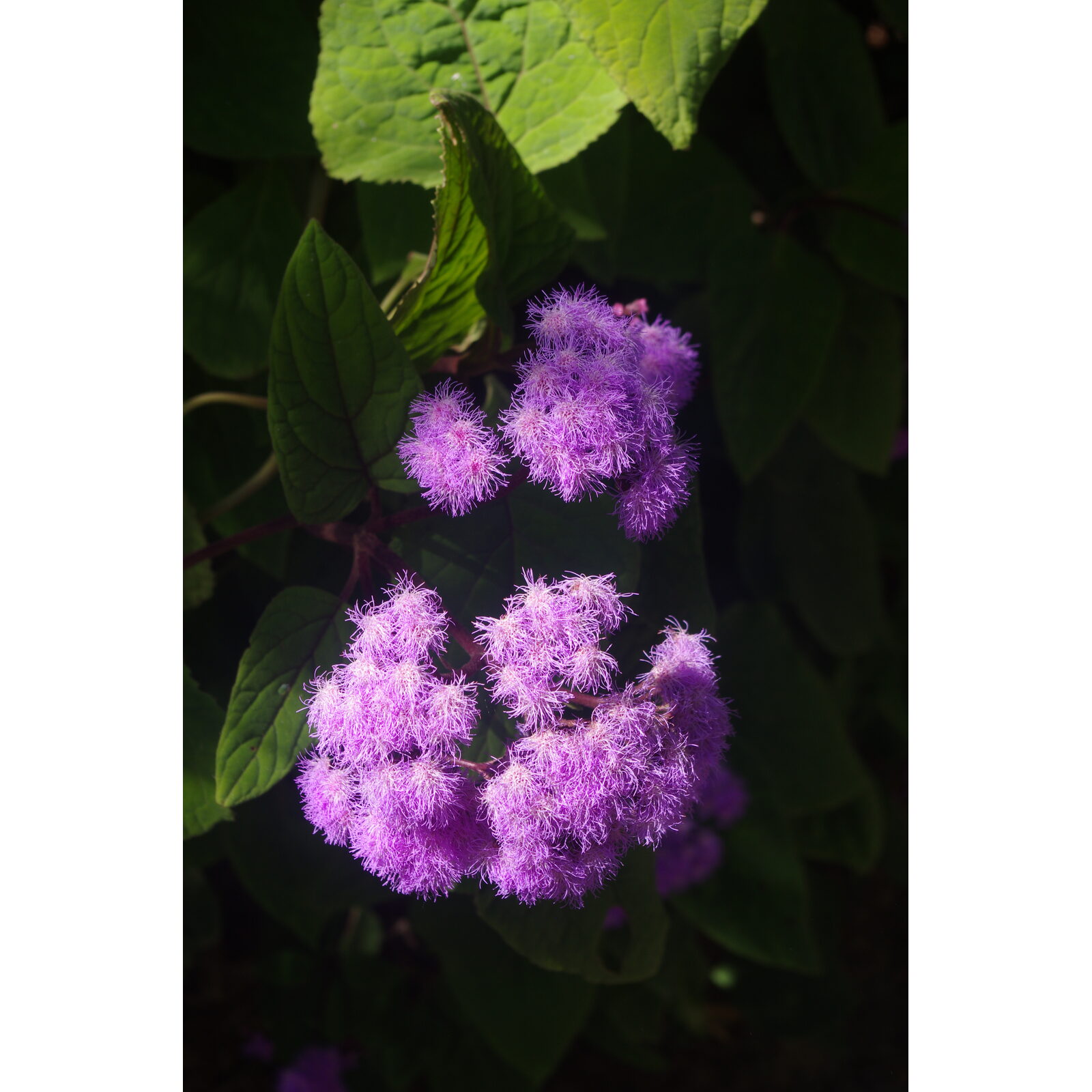 Petites fleurs violettes en pompons dans un massif de jardin.