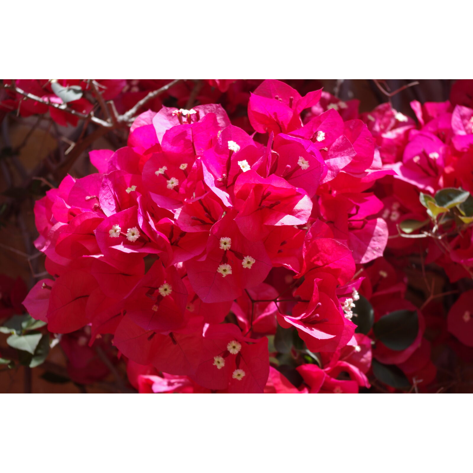 Bougainvillier rouge en pleine floraison contre un mur de jardin.