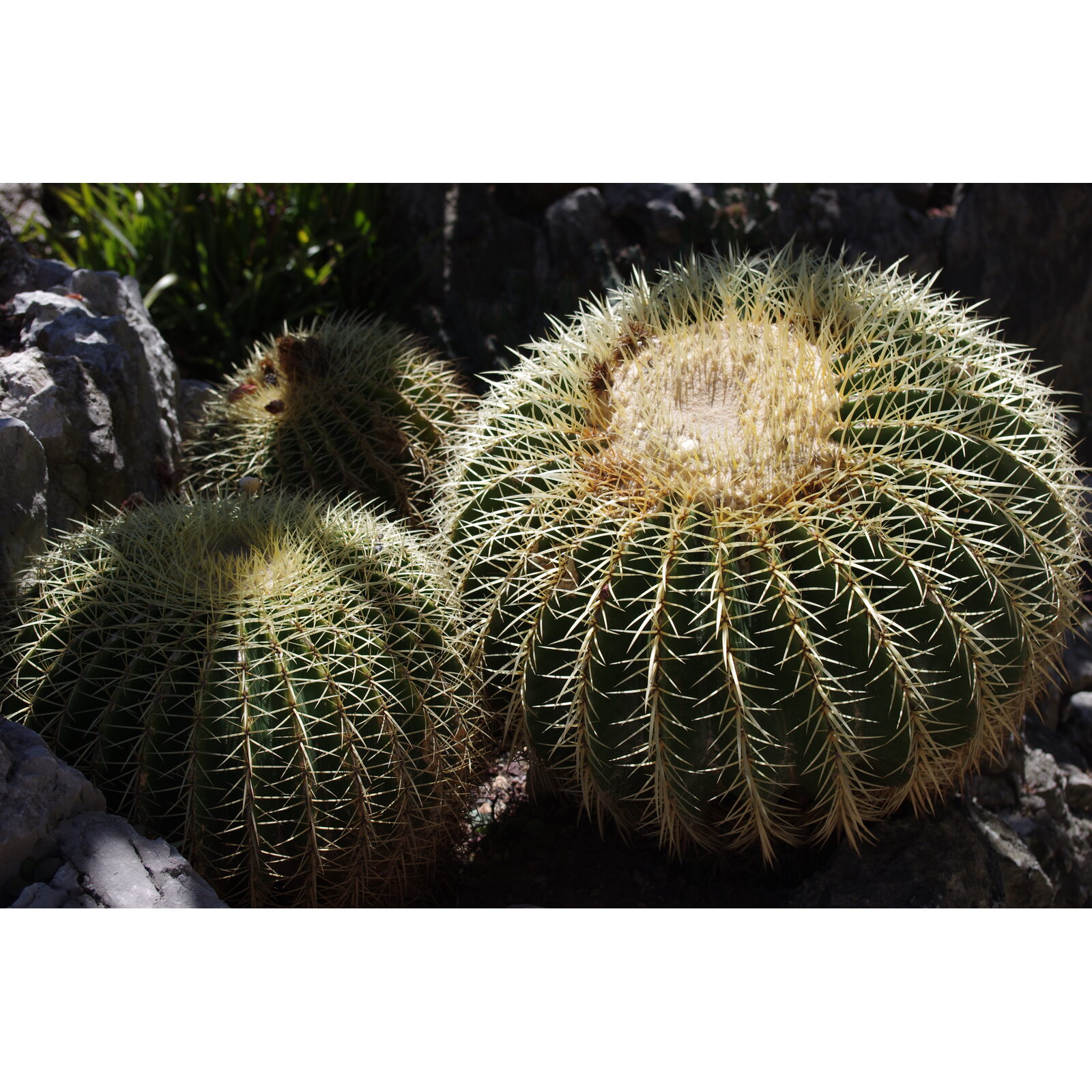 Cactus coussin de belle-mère aux épines graphiques dans un jardin sec.