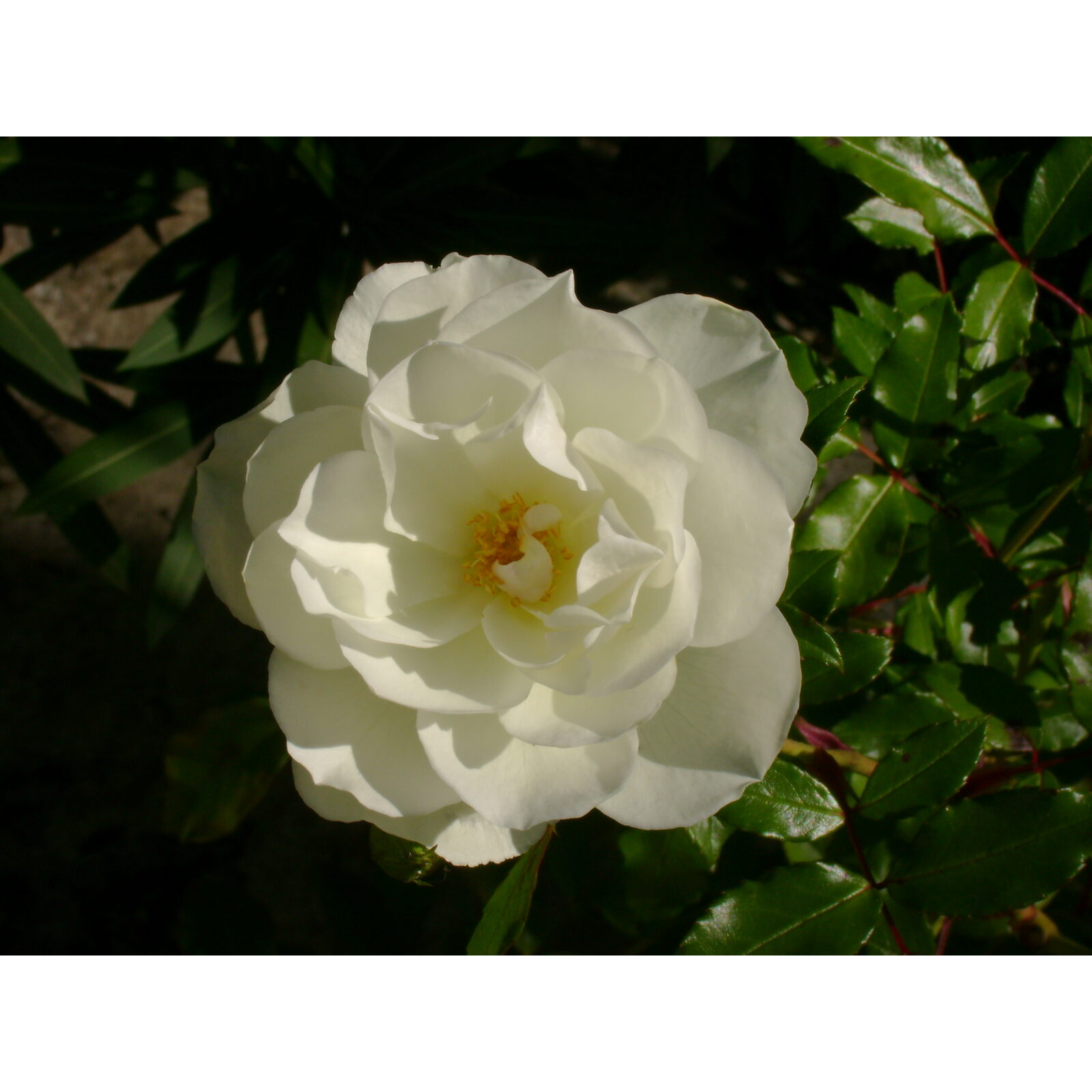 Fleur blanche de camélia au cœur jaune dans un jardin ombragé.