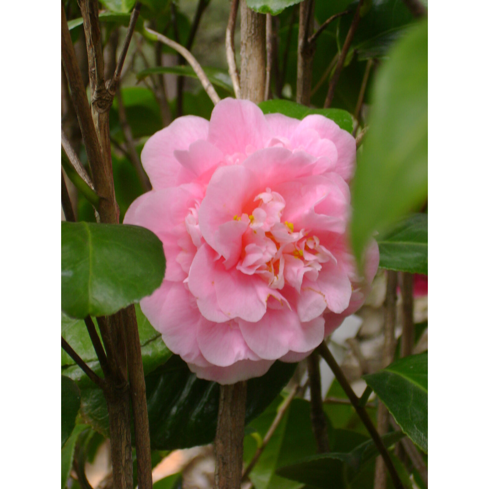 Fleur rose de camélia ouverte dans un jardin ombragé.