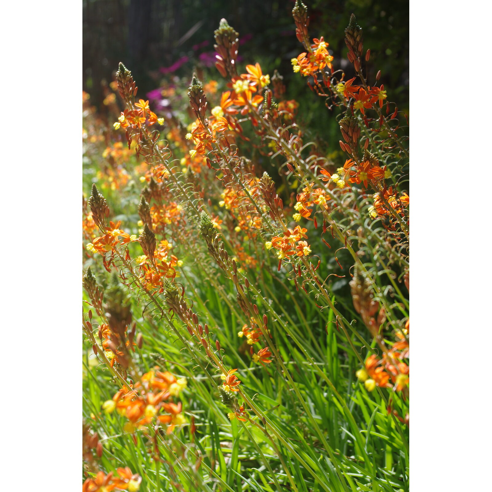 Massif de crocosmia orange et rouge dans un jardin méditerranéen.
