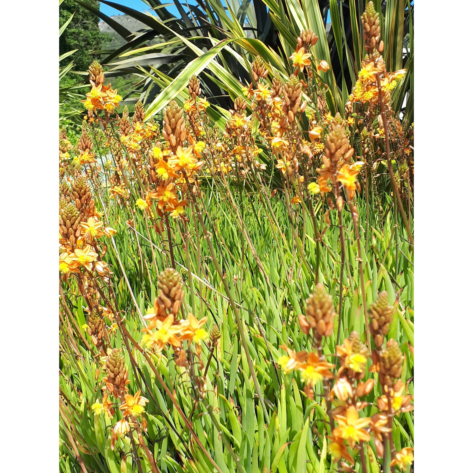 Fleurs orangées de crocosmia en épis dans un massif coloré.
