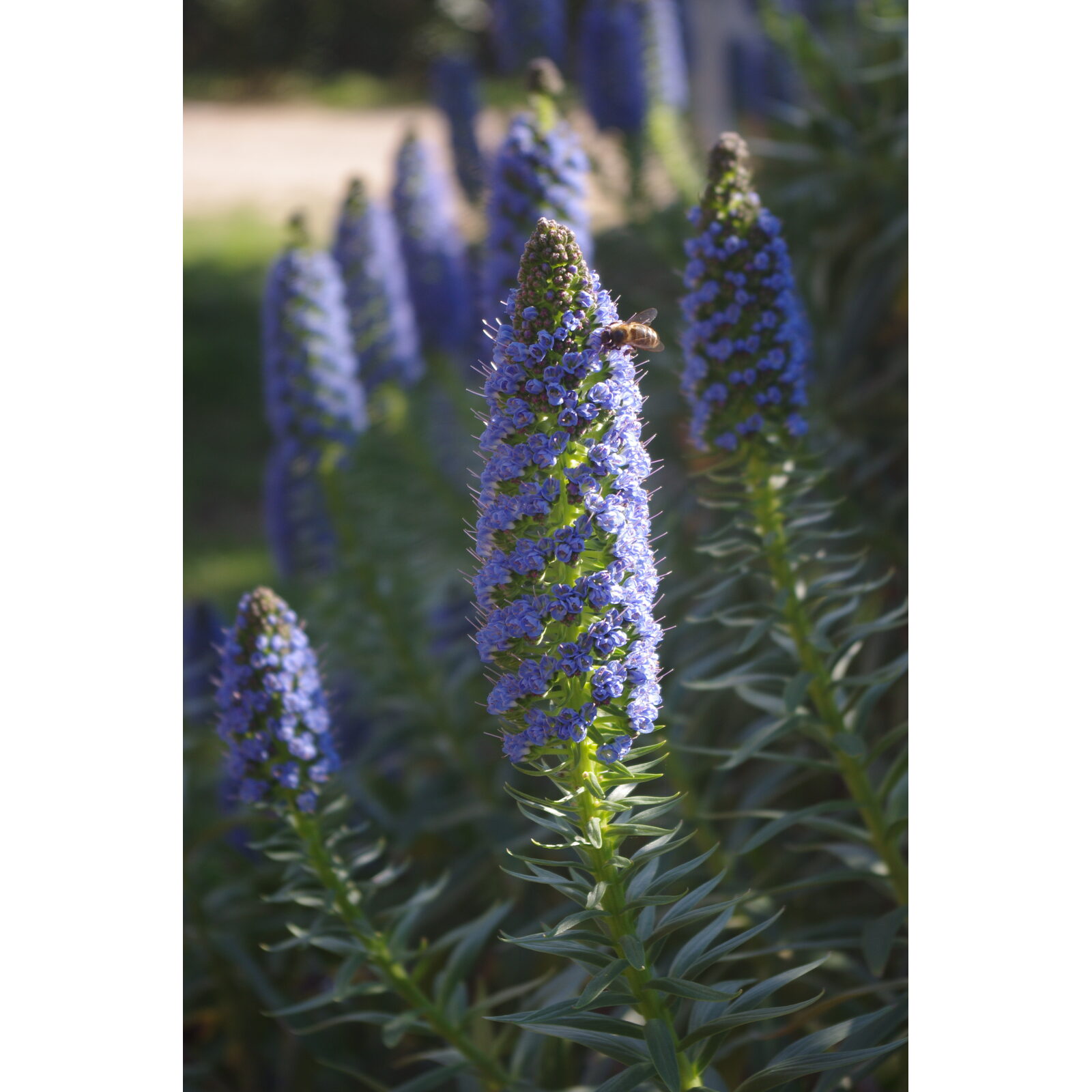 Gros plan sur les fleurs bleues d’un échium fastueux.