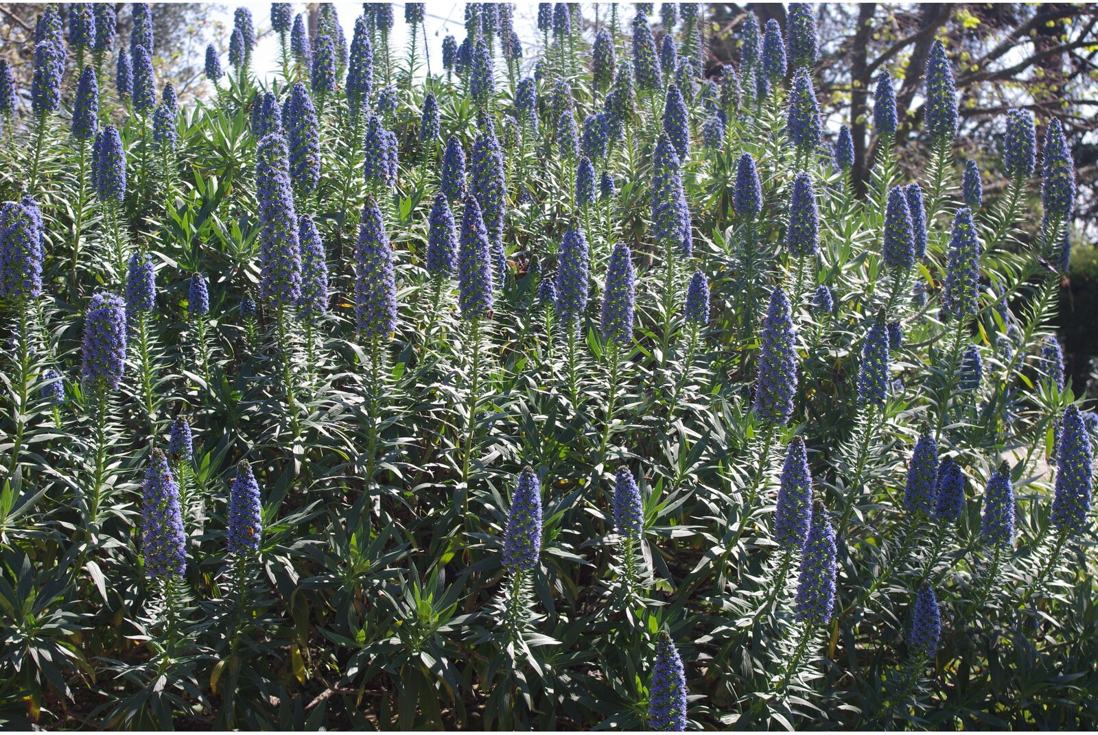 Épis bleus d’échium fastueux dans un jardin méditerranéen