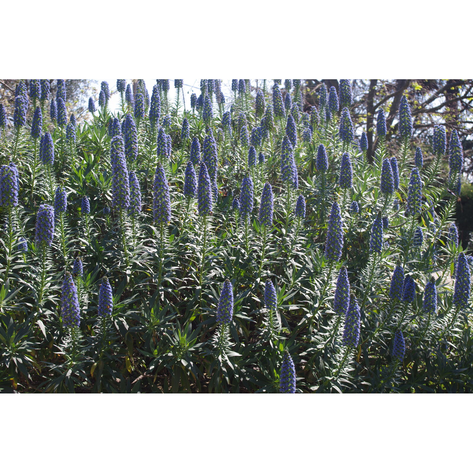 Épis bleus d’échium fastueux dans un jardin méditerranéen.