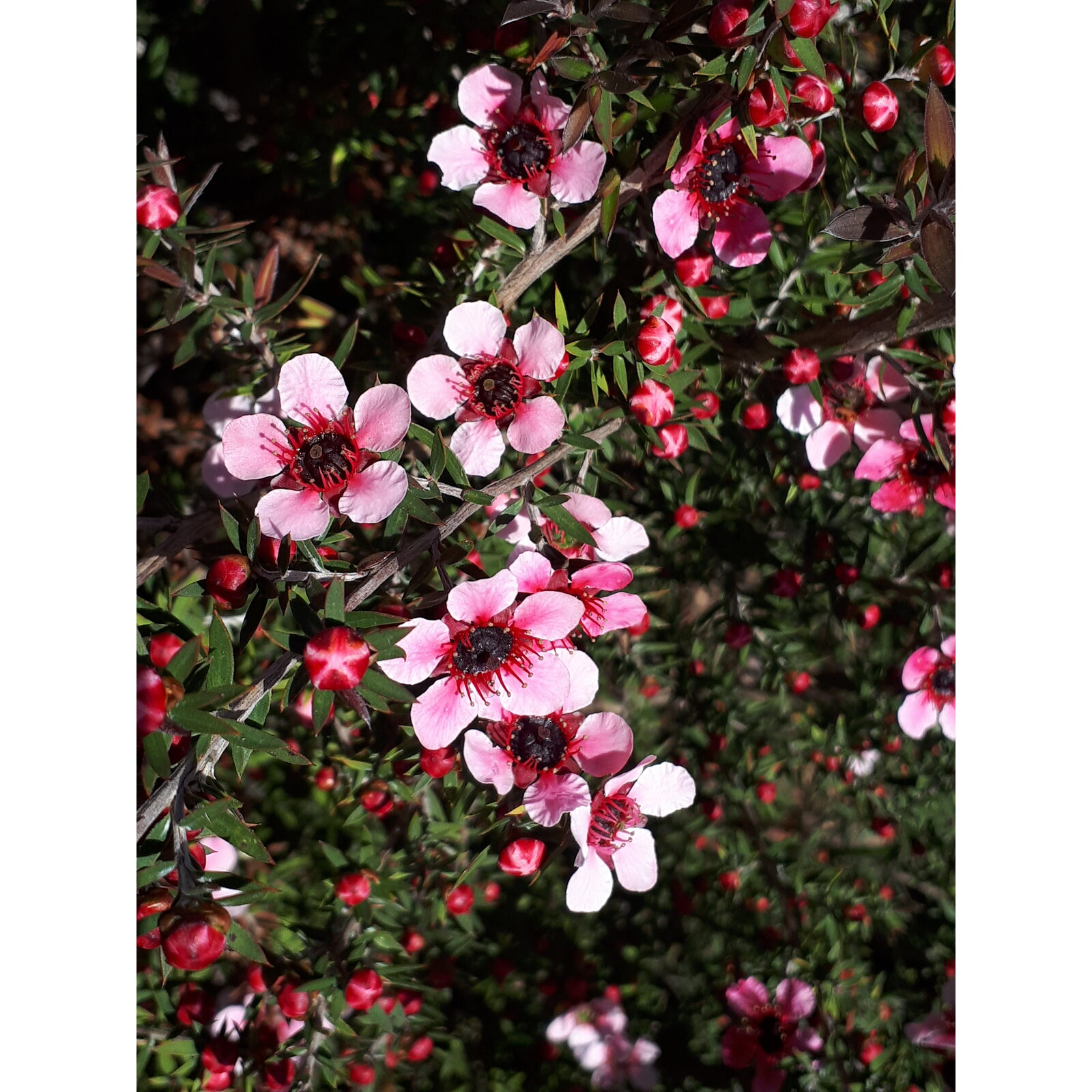 Fleurs légères de gaura blanc rosé dans un massif de jardin naturel.