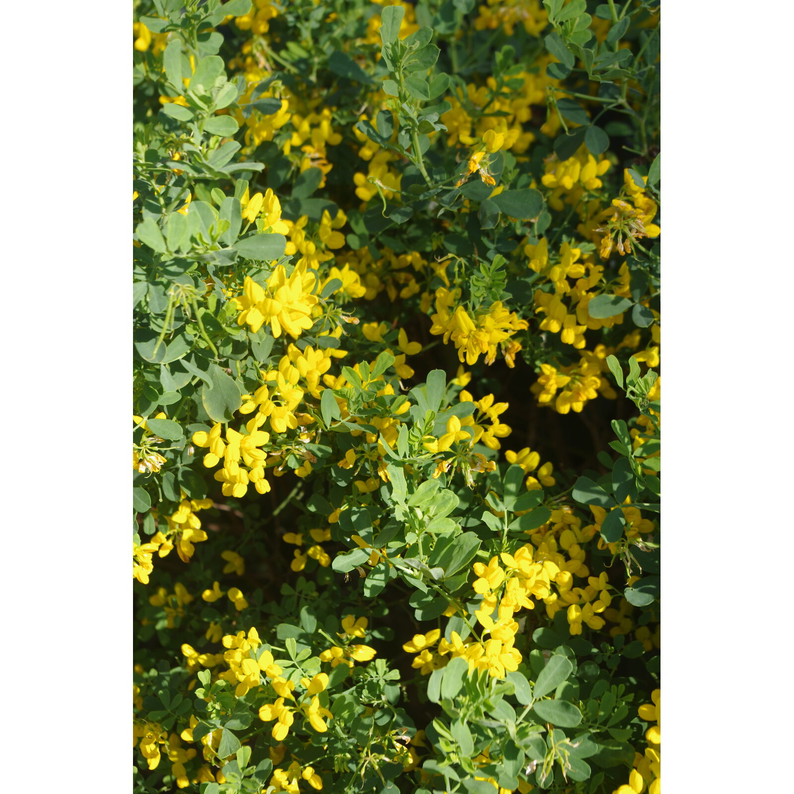 Floraison jaune lumineuse de genêt dans un jardin naturel.