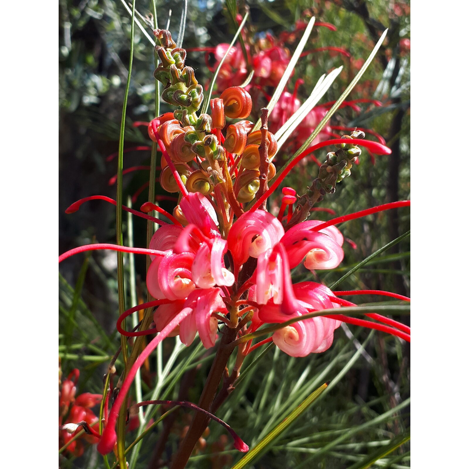 Fleur rouge orangé de grévillée dans un jardin sec et ensoleillé.