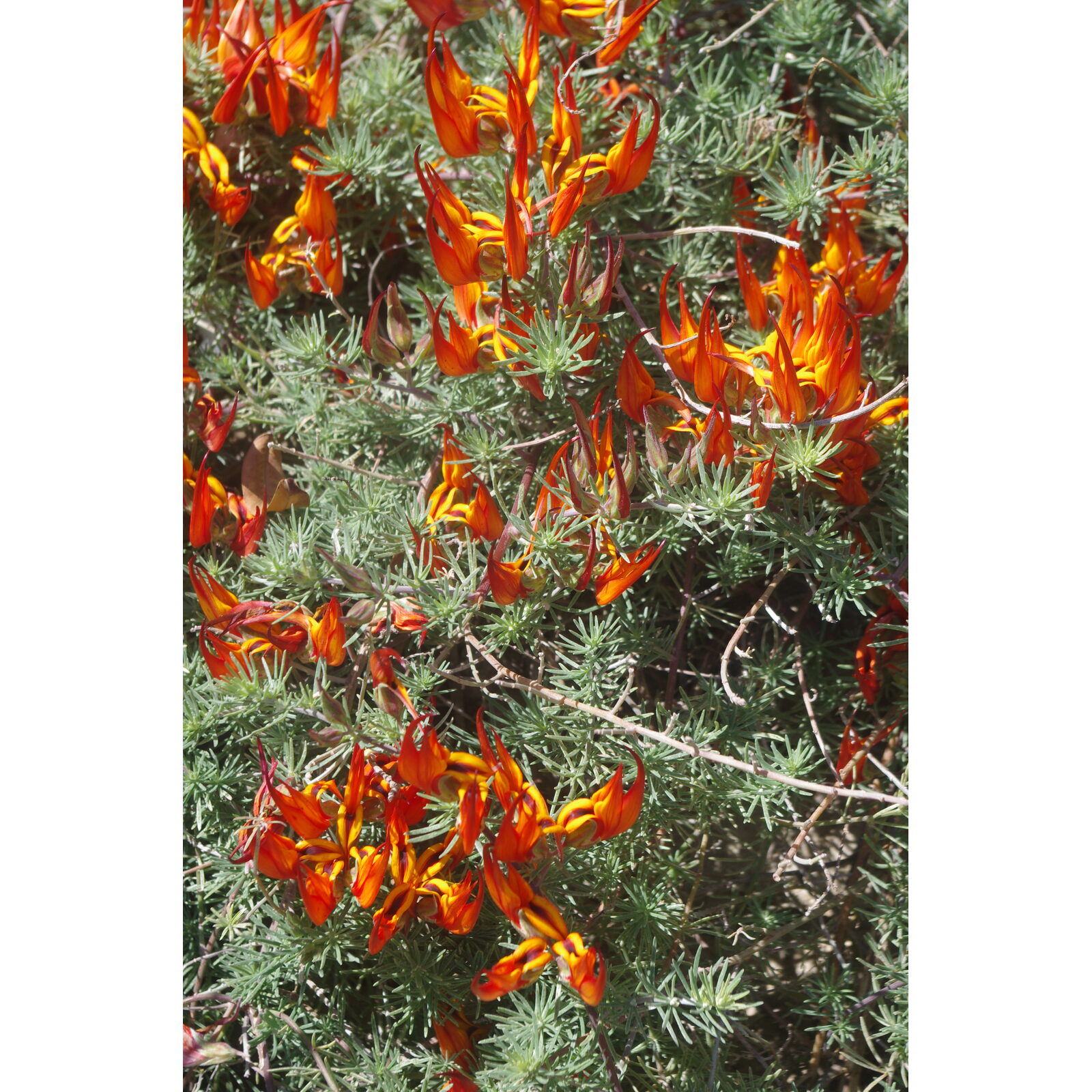 Fleurs rouges et jaunes d’anigozanthos, appelé patte de kangourou.