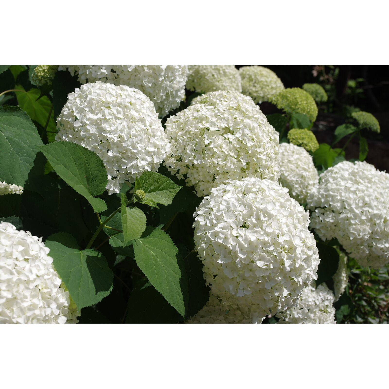 Boules de fleurs blanches d’hortensia dans un jardin frais.