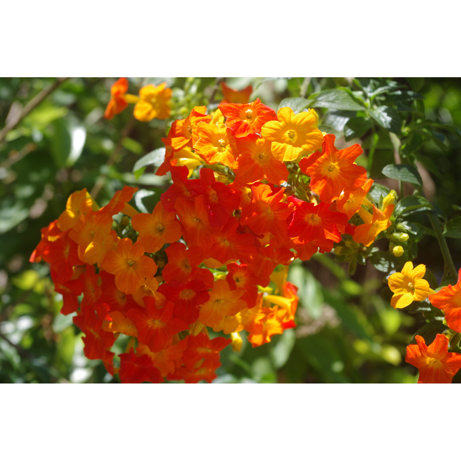Fleurs orange et jaunes de lantana dans un jardin ensoleillé.