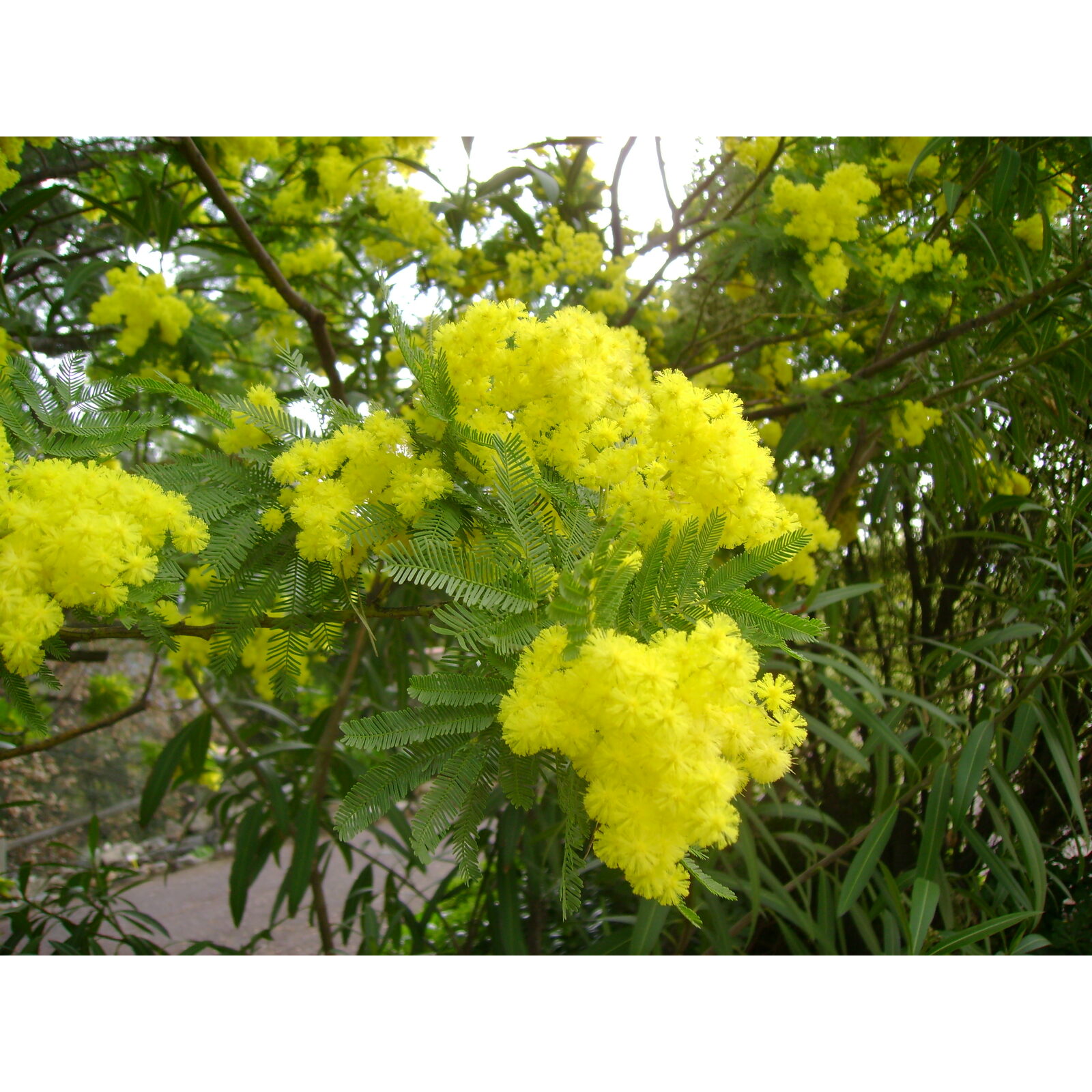 Floraison jaune en grappes de mahonia dans un jardin structuré.