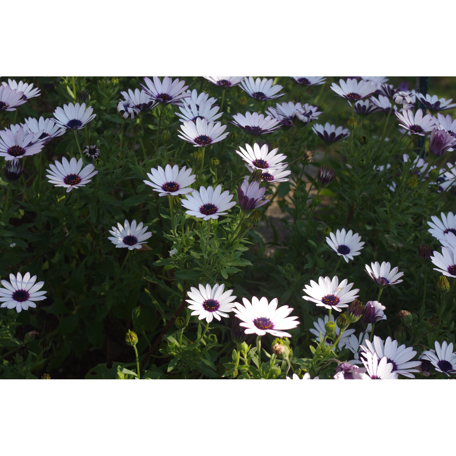 Fleurs de marguerite africaine osteospermum dans un massif ensoleillé.