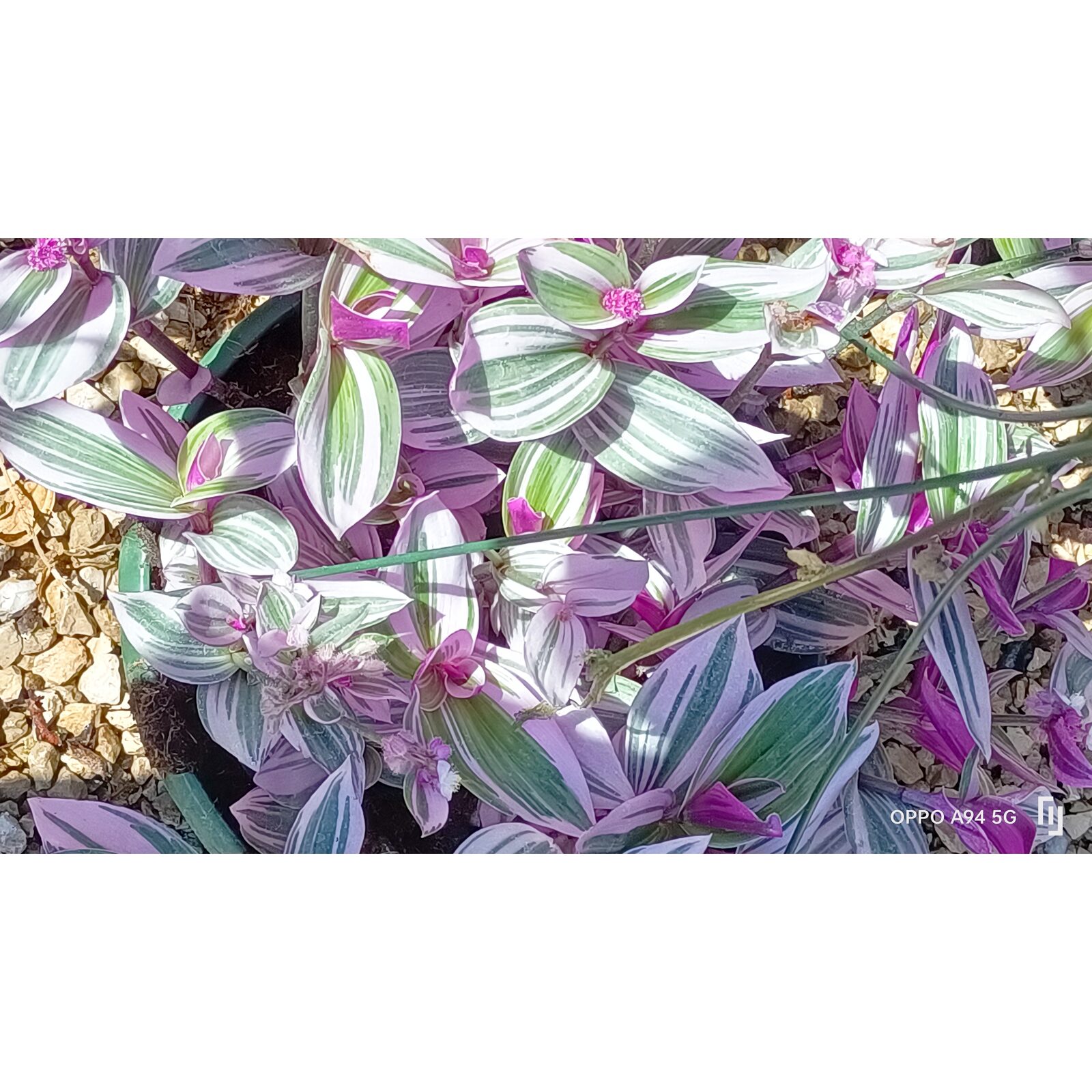 Feuillage panaché de tradescantia dans une ambiance de sous-bois jardiné.