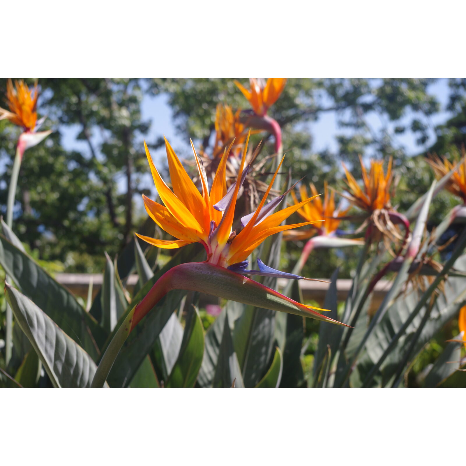 Fleur graphique d’oiseau du paradis strelitzia aux teintes orange et bleues.