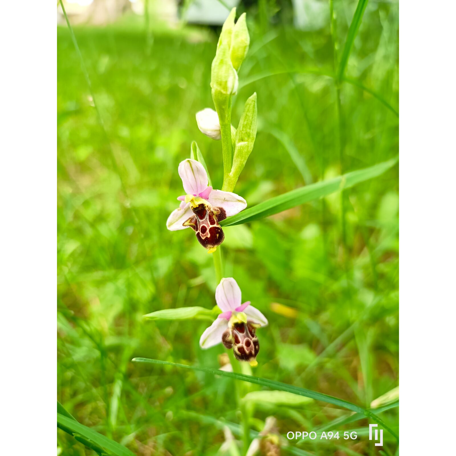 Petite orchidée sauvage de type ophrys observée dans un espace naturel.