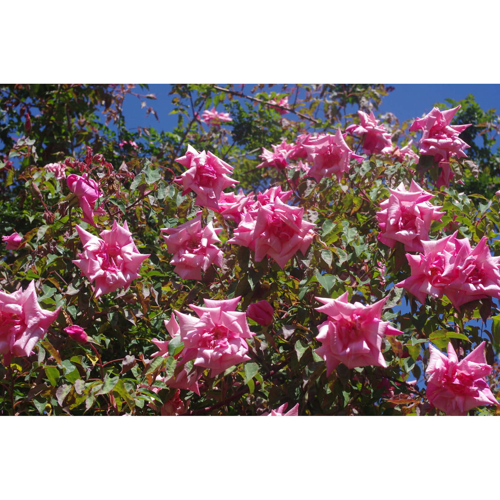 Rosier grimpant rose couvrant un support de jardin.