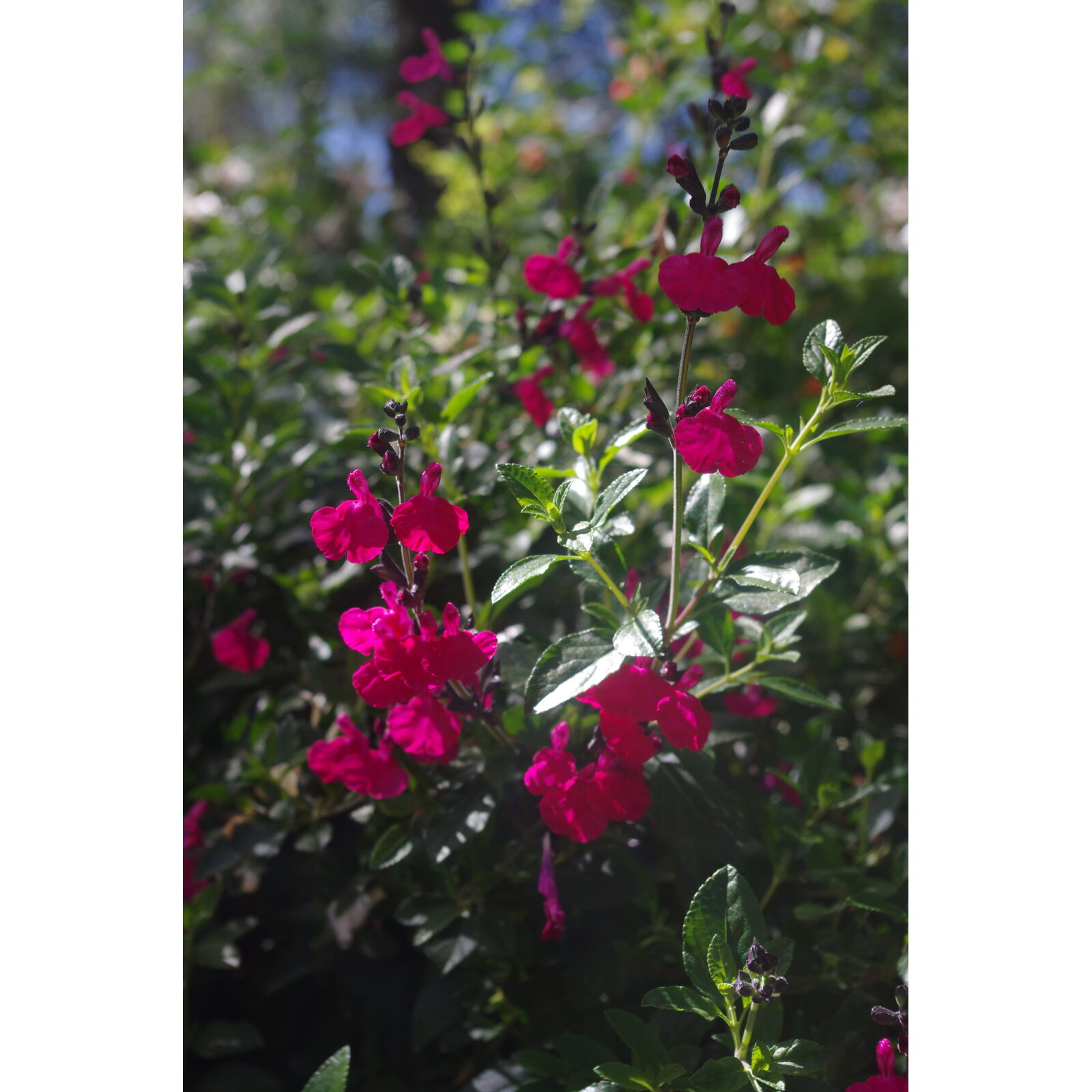 Petites fleurs roses de sauge arbustive dans un jardin méditerranéen.