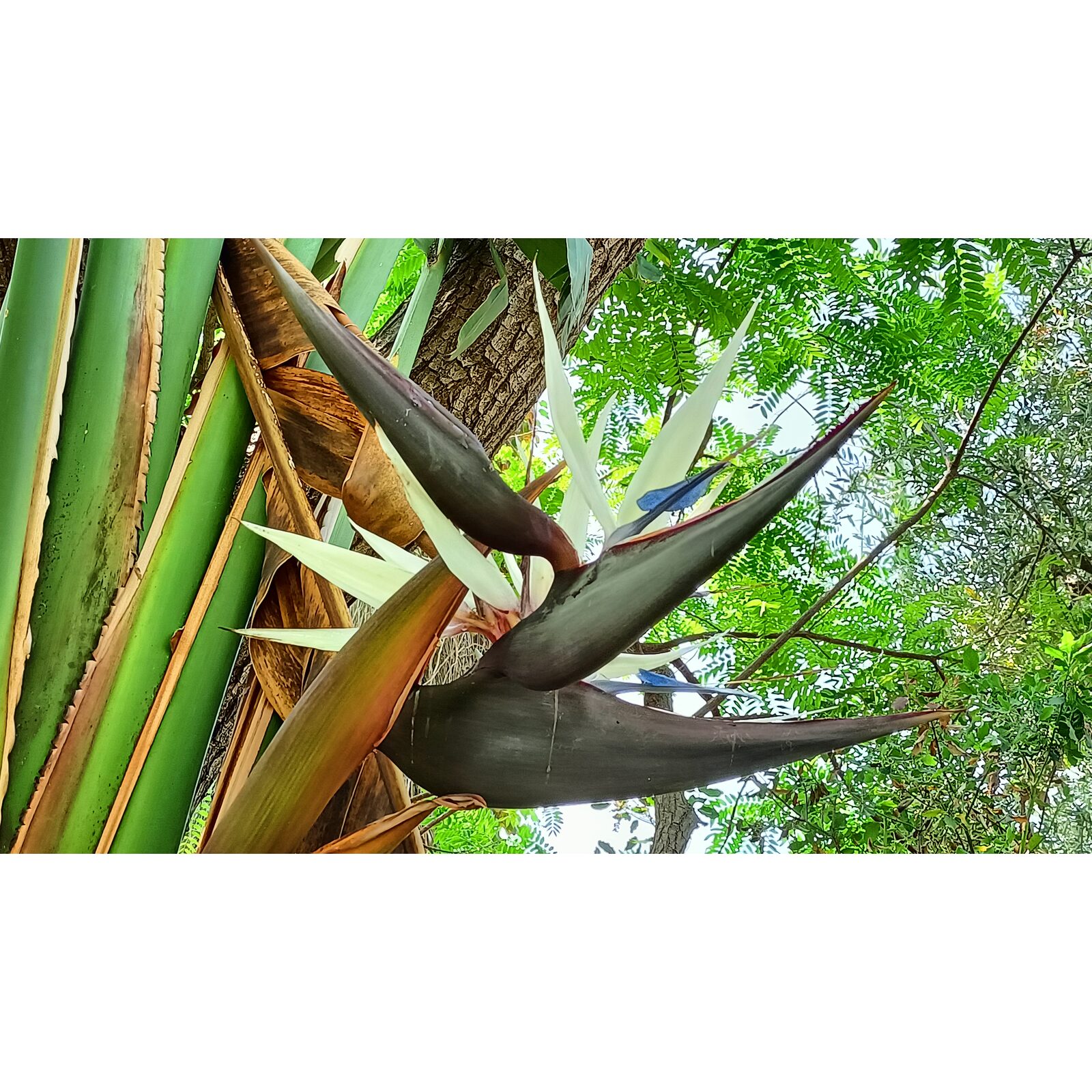 Grand feuillage exotique de strelitzia nicolai dans un jardin contemporain.